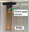 Tracking control of oscillatory motion in IPMC actuators for underwater applications